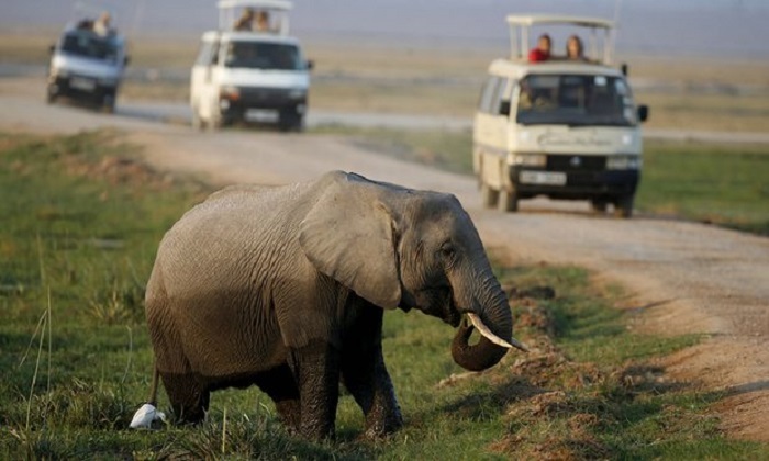 Elephant poaching costing African nations millions in lost tourism revenue 